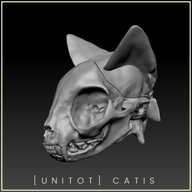 CATIS Head Only [Limited Time & Quantity 30%OFF] | Preorder | PARTS