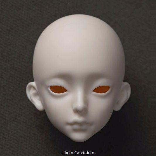 Moon Dust & Lilium Candidum Head [Limited time] | PREORDER | PARTS